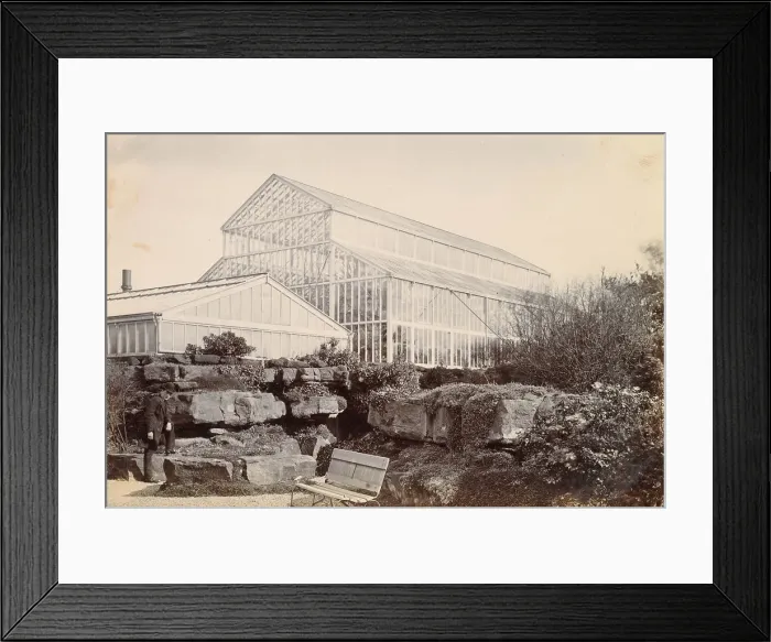 Framed Print : Large glass conservatory in a garden, somewhere in Cheshire, with a man posing in the left foreground Date: circa 1889 Framed Print : Large glass conservatory in a garden, somewhere in Cheshire, with a man posing in the left foreground Date: circa 1889