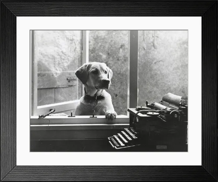 Framed Print : Labrador dog (Tessa) at an open window, with a manual typewriter inside the room, Crediton, Devon. Date: 1966 Framed Print : Labrador dog (Tessa) at an open window, with a manual typewriter inside the room, Crediton, Devon. Date: 1966