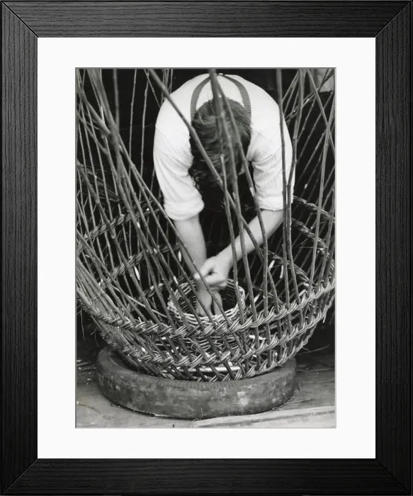 Framed Print : A man using withies (willow branches) to make a lobster or crab pot at Beesands, Start Bay, Devon. Date: 1960 Framed Print : A man using withies (willow branches) to make a lobster or crab pot at Beesands, Start Bay, Devon. Date: 1960