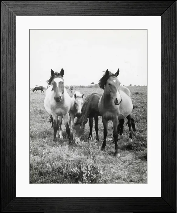 Framed Print : Group of Dartmoor ponies, Devon Date: 1962 Framed Print : Group of Dartmoor ponies, Devon Date: 1962