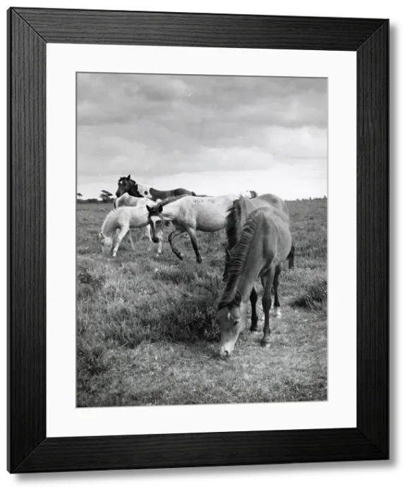 Framed Print : Group of Dartmoor ponies, Devon Date: 1960 Framed Print : Group of Dartmoor ponies, Devon Date: 1960