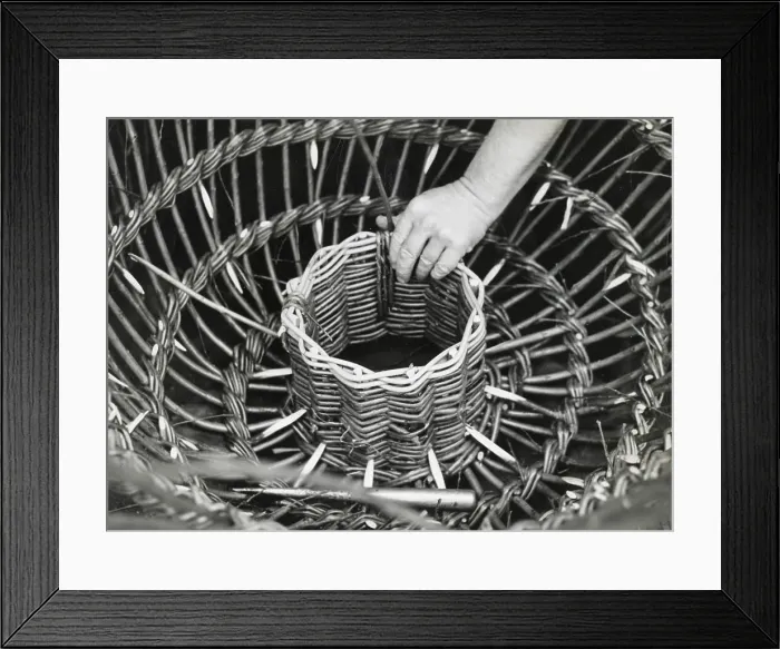 Framed Print : A man using withies (willow branches) to make a lobster or crab pot at Beesands, Start Bay, Devon. Date: 1960 Framed Print : A man using withies (willow branches) to make a lobster or crab pot at Beesands, Start Bay, Devon. Date: 1960
