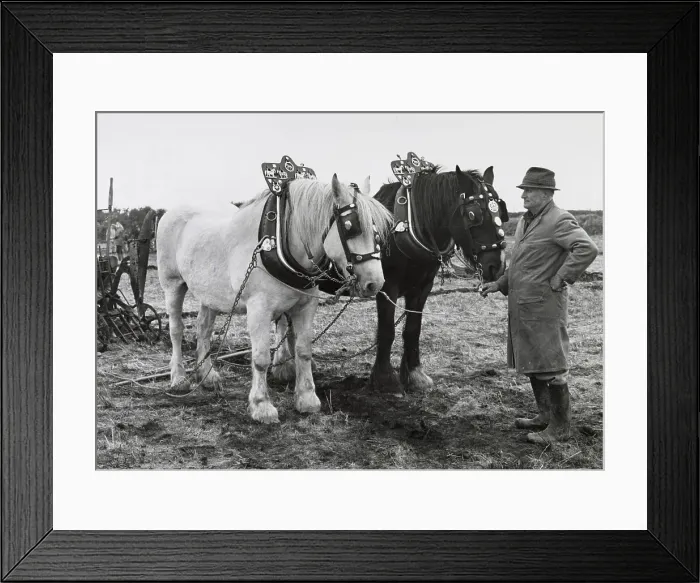 Framed Print : Traditional ploughing with two shire horses, West Country Date: circa 1960s Framed Print : Traditional ploughing with two shire horses, West Country Date: circa 1960s