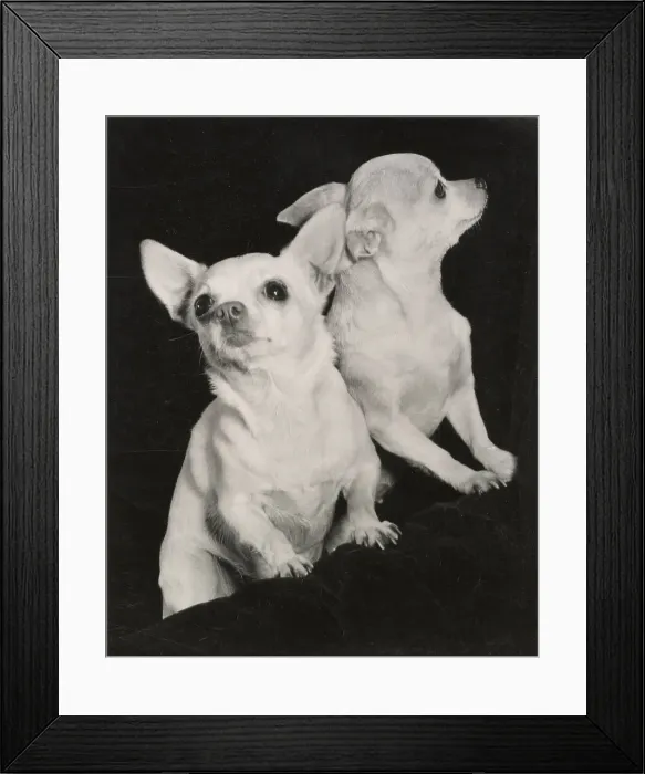 Framed Print : Two Chihuahua dogs Date: 1950s Framed Print : Two Chihuahua dogs Date: 1950s