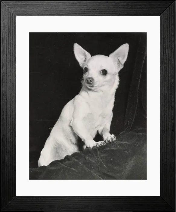 Framed Print : Chihuahua dog Date: 1950s Framed Print : Chihuahua dog Date: 1950s