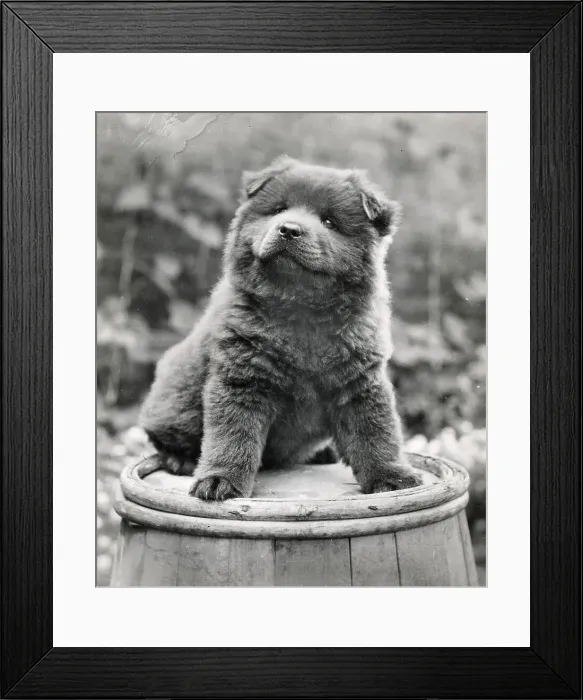 Framed Print : Chow puppy sitting on a barrel Date: 1950s Framed Print : Chow puppy sitting on a barrel Date: 1950s