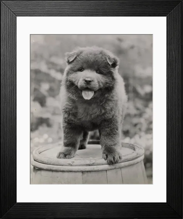 Framed Print : Chow puppy standing on a barrel Date: 1950s Framed Print : Chow puppy standing on a barrel Date: 1950s