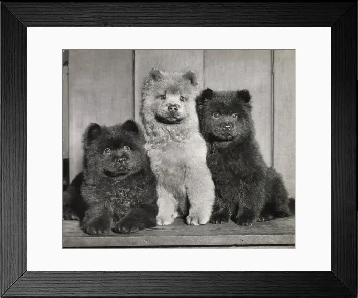Framed Print : Unusual Friends - three Chow puppies. Date: 1950s Framed Print : Unusual Friends - three Chow puppies. Date: 1950s