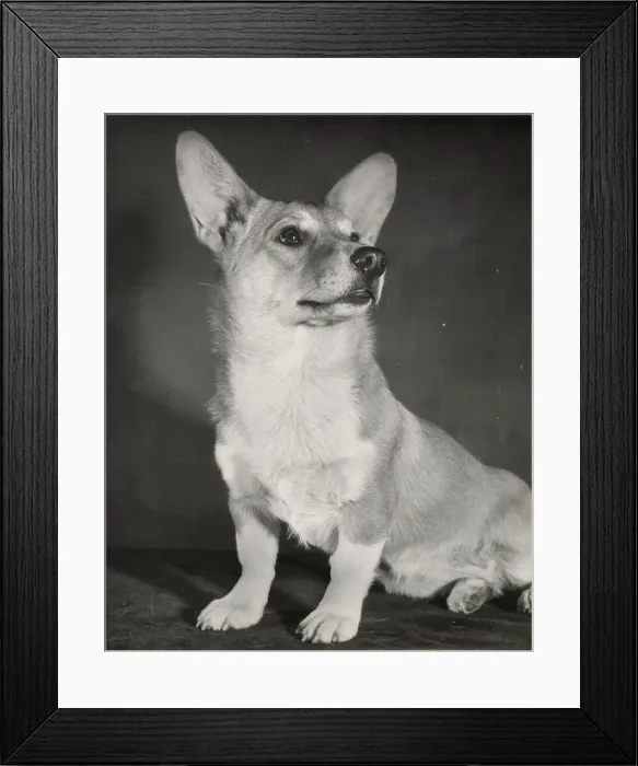 Framed Print : Corgi dog Date: 1950s Framed Print : Corgi dog Date: 1950s