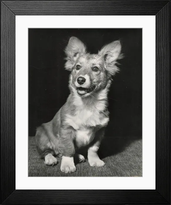 Framed Print : Corgi puppy Date: 1950s Framed Print : Corgi puppy Date: 1950s