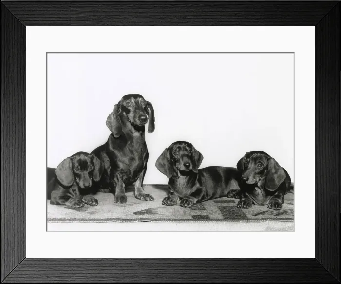Framed Print : Four Dachshund dogs Date: 1950s Framed Print : Four Dachshund dogs Date: 1950s