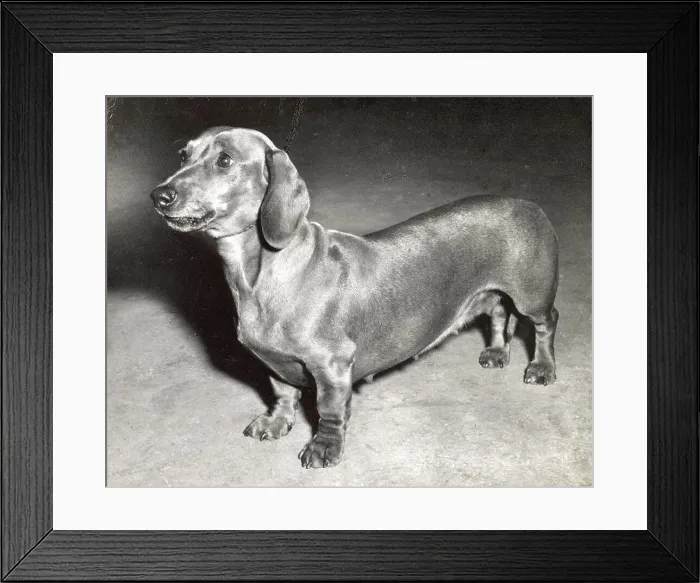 Framed Print : Dachshund dog Date: 1950s Framed Print : Dachshund dog Date: 1950s
