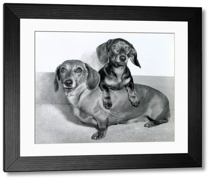 Framed Print : Two Dachshund dogs Date: 1950s Framed Print : Two Dachshund dogs Date: 1950s