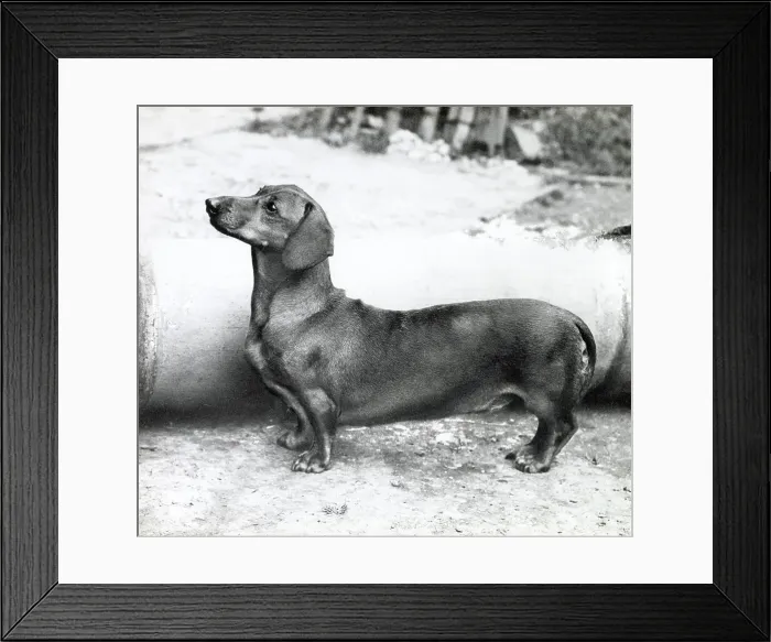 Framed Print : Dachshund dog Date: 1950s Framed Print : Dachshund dog Date: 1950s