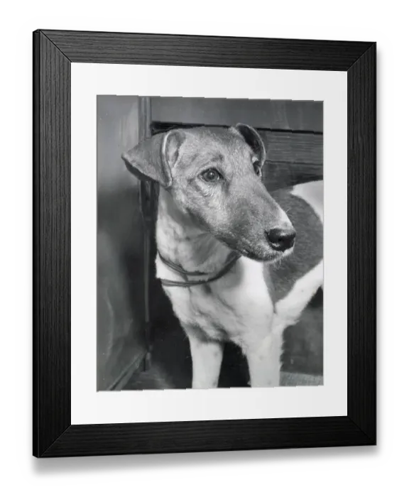 Framed Print : Fox terrier dog Date: 1950s Framed Print : Fox terrier dog Date: 1950s