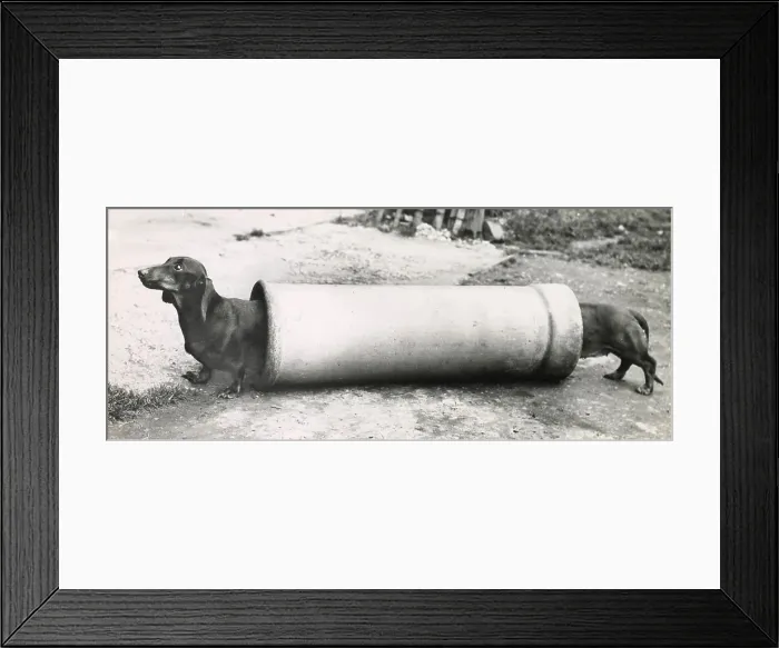 Framed Print : Two Dachshund dogs at either end of a long pipe Date: 1950s Framed Print : Two Dachshund dogs at either end of a long pipe Date: 1950s