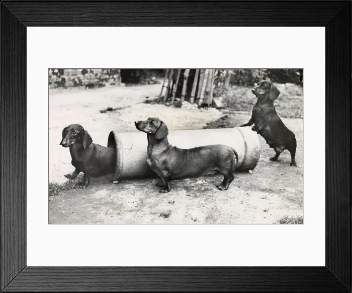 Framed Print : Three Dachshund dogs playing with a pipe Date: 1950s Framed Print : Three Dachshund dogs playing with a pipe Date: 1950s