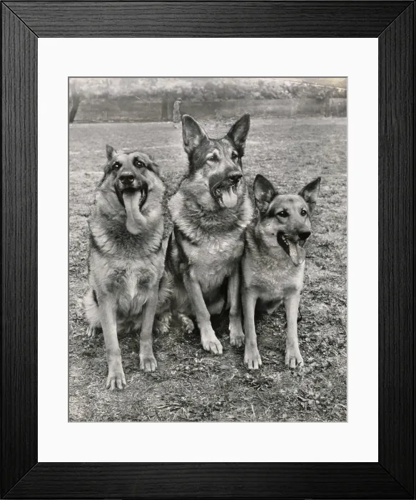 Framed Print : Three Alsatian dogs Date: 1950s Framed Print : Three Alsatian dogs Date: 1950s