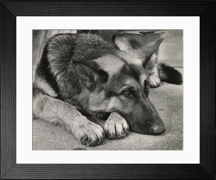 Framed Print : Sleepy Alsatian dog Date: 1950s Framed Print : Sleepy Alsatian dog Date: 1950s