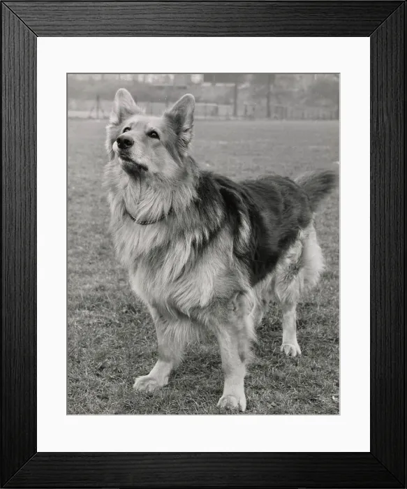 Framed Print : Alsatian dog looking up in expectation Date: 1950s Framed Print : Alsatian dog looking up in expectation Date: 1950s