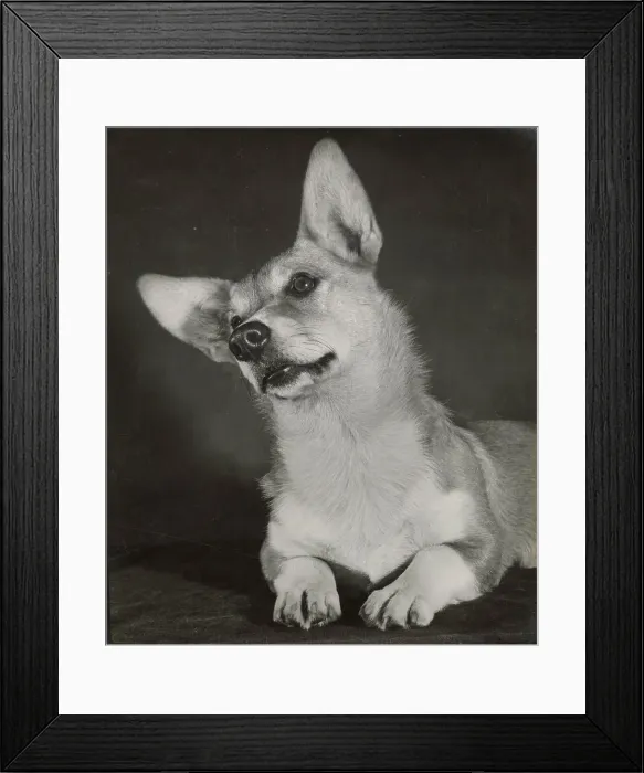 Framed Print : Corgi dog Date: 1950s Framed Print : Corgi dog Date: 1950s