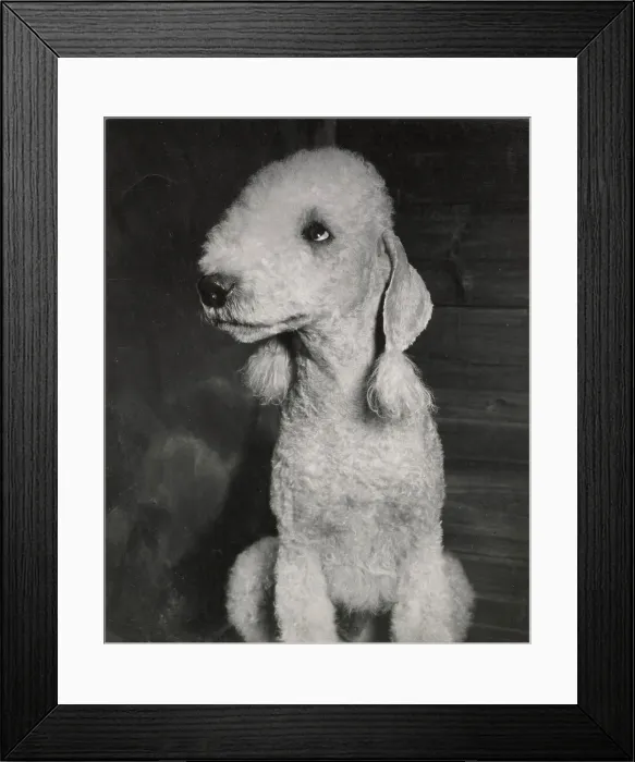 Framed Print : Bedlington terrier puppy Date: 1950s Framed Print : Bedlington terrier puppy Date: 1950s