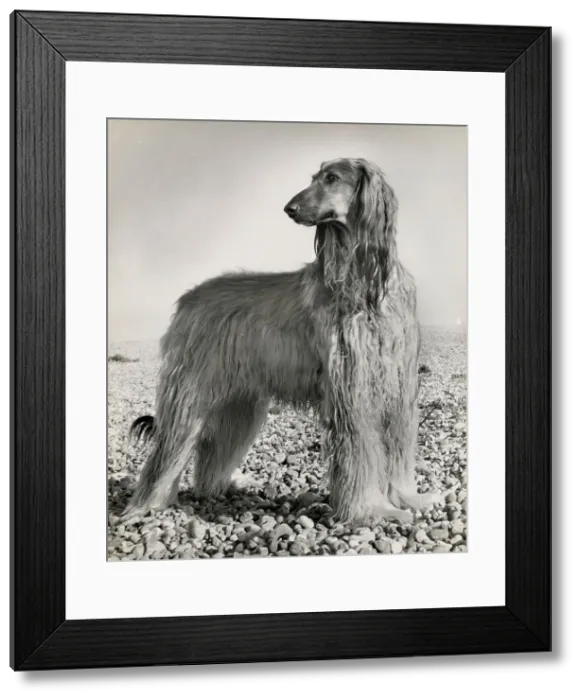 Framed Print : Afghan hound on a pebbly beach Date: 1950s Framed Print : Afghan hound on a pebbly beach Date: 1950s