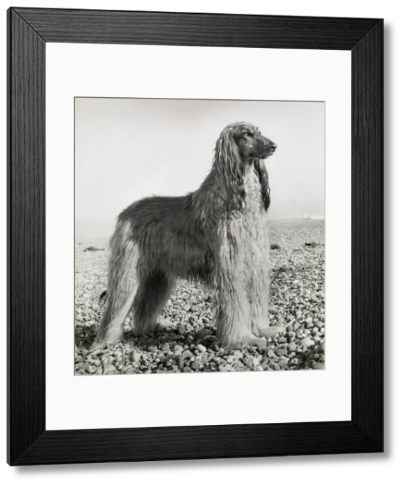 Framed Print : Afghan hound on a pebbly beach Date: 1950s Framed Print : Afghan hound on a pebbly beach Date: 1950s