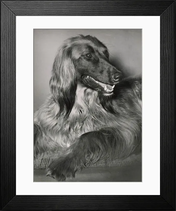 Framed Print : Afghan hound relaxing Date: 1950s Framed Print : Afghan hound relaxing Date: 1950s