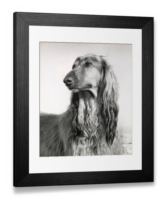 Framed Print : Afghan hound on a beach Date: 1950s Framed Print : Afghan hound on a beach Date: 1950s