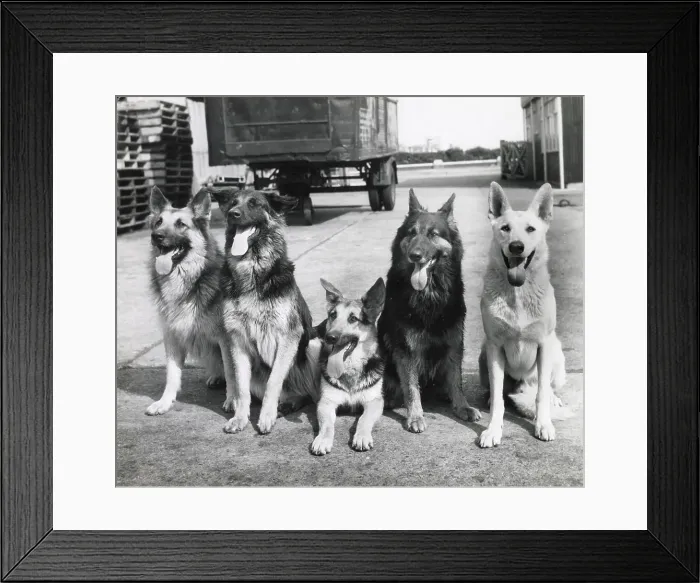 Framed Print : Five Alsatian dogs Date: 1950s Framed Print : Five Alsatian dogs Date: 1950s