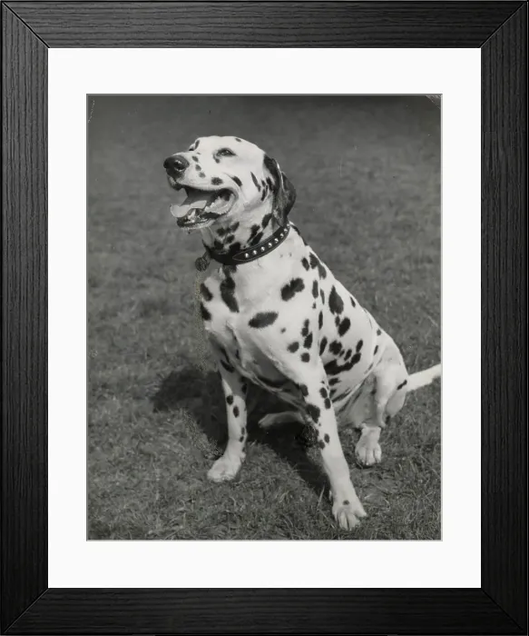 Framed Print : Dalmatian dog sitting on grass Date: 1950s Framed Print : Dalmatian dog sitting on grass Date: 1950s