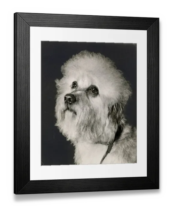 Framed Print : Dandie Dinmont dog looking up Date: 1950s Framed Print : Dandie Dinmont dog looking up Date: 1950s