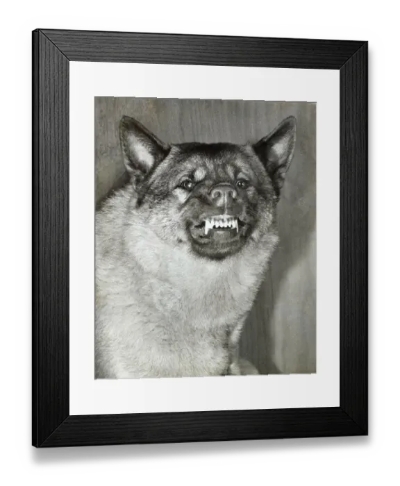 Framed Print : Norwegian Elkhound dog snarling Date: 1950s Framed Print : Norwegian Elkhound dog snarling Date: 1950s