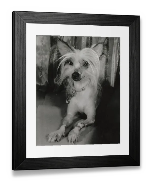 Framed Print : Chinese crested dog Date: 1950s Framed Print : Chinese crested dog Date: 1950s
