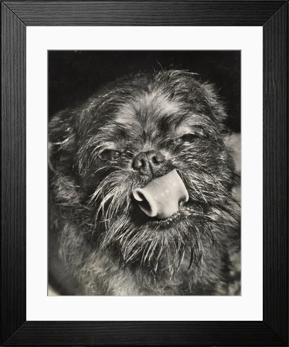 Framed Print : Brussels Griffon dog curling its tongue Date: 1950s Framed Print : Brussels Griffon dog curling its tongue Date: 1950s