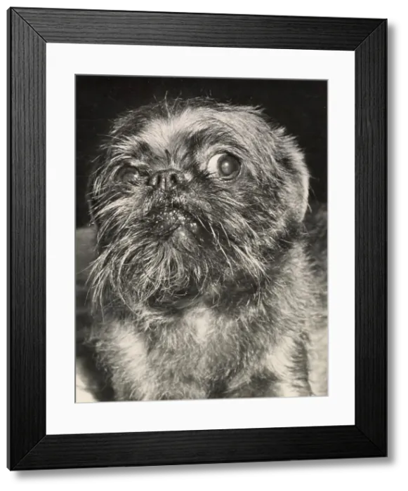 Framed Print : Brussels Griffon dog looking thoughtful Date: 1950s Framed Print : Brussels Griffon dog looking thoughtful Date: 1950s