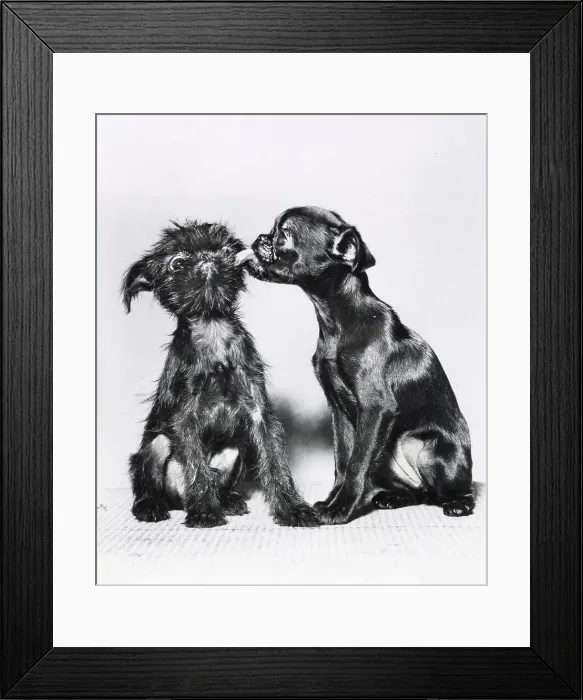 Framed Print : Two Brussels Griffon puppies, one licking the other Date: 1950s Framed Print : Two Brussels Griffon puppies, one licking the other Date: 1950s