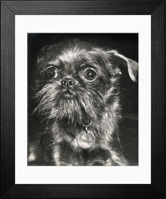 Framed Print : Brussels Griffon dog looking serious Date: 1950s Framed Print : Brussels Griffon dog looking serious Date: 1950s