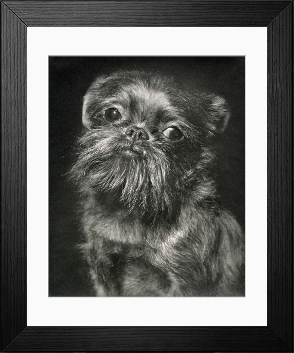 Framed Print : Brussels Griffon dog looking sad Date: 1950s Framed Print : Brussels Griffon dog looking sad Date: 1950s