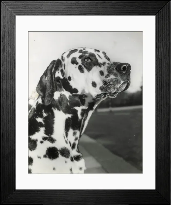 Framed Print : Dalmatian dog looking up Date: 1950s Framed Print : Dalmatian dog looking up Date: 1950s