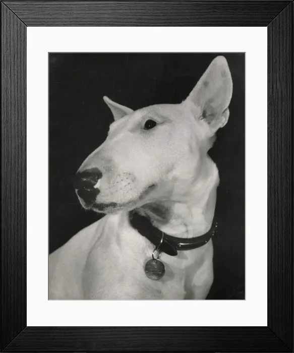 Framed Print : Bull terrier dog, with collar and ID tag Date: 1950s Framed Print : Bull terrier dog, with collar and ID tag Date: 1950s
