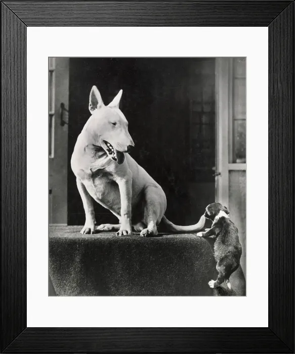 Framed Print : Bull terrier dog watching a puppy Date: 1950s Framed Print : Bull terrier dog watching a puppy Date: 1950s