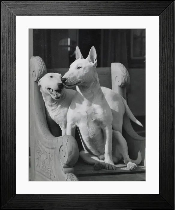 Framed Print : Two Bull terrier dogs in a carved chair Date: 1950s Framed Print : Two Bull terrier dogs in a carved chair Date: 1950s