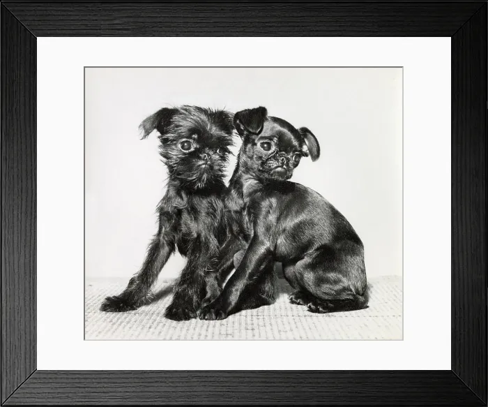 Framed Print : Two Brussels Griffon puppies Date: 1950s Framed Print : Two Brussels Griffon puppies Date: 1950s