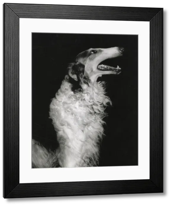 Framed Print : Borzoi, Russian Hunting Sighthound, also known as Russian Wolfhound Date: 1950s Framed Print : Borzoi, Russian Hunting Sighthound, also known as Russian Wolfhound Date: 1950s