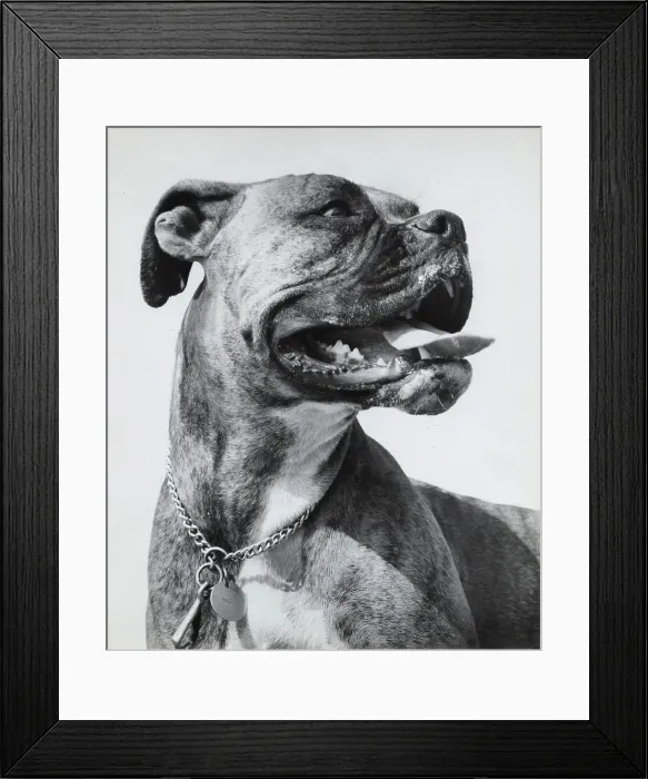 Framed Print : Boxer dog with chain collar and ID tag Date: 1950s Framed Print : Boxer dog with chain collar and ID tag Date: 1950s