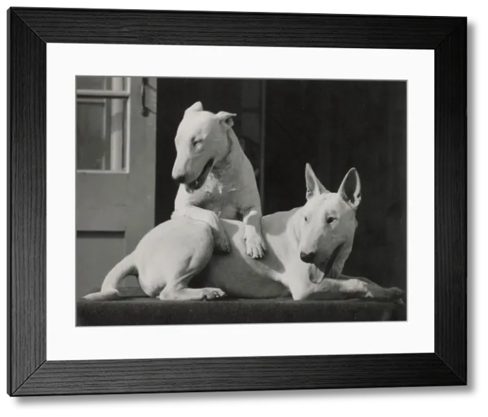 Framed Print : Two Bull terrier dogs enjoying the sunshine Date: 1950s Framed Print : Two Bull terrier dogs enjoying the sunshine Date: 1950s