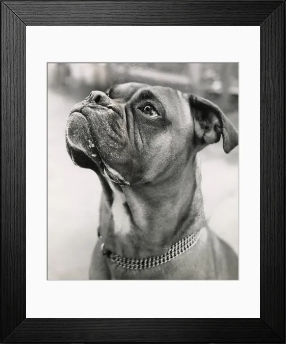 Framed Print : Boxer dog with chain collar Date: 1950s Framed Print : Boxer dog with chain collar Date: 1950s