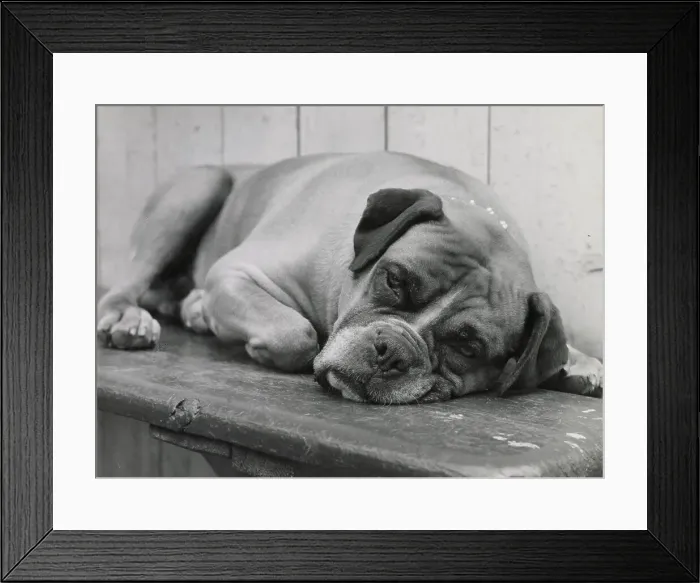 Framed Print : Boxer dog lying down Date: 1950s Framed Print : Boxer dog lying down Date: 1950s